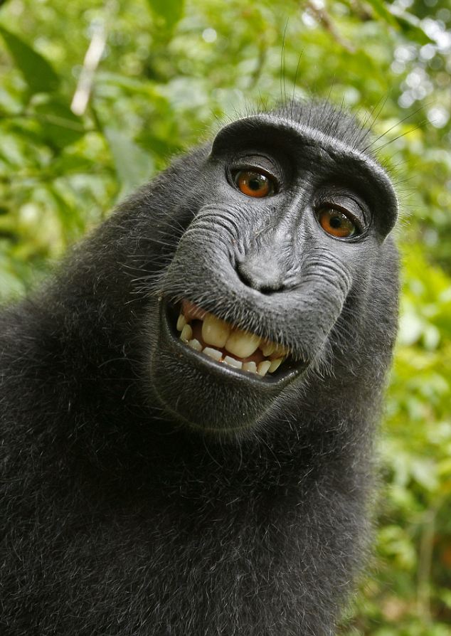 Macaca nigra self-portrait.jpg